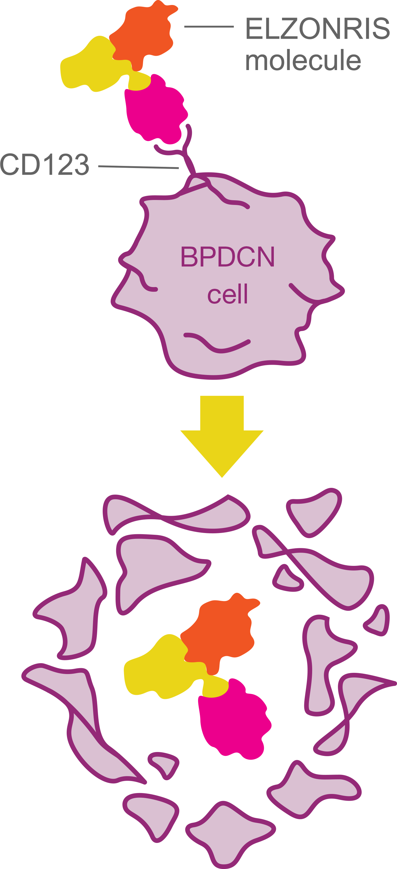 ELZONRIS® (tagraxofusp-erzs) targeting the CD123 protein on the surface of BPDCN cells